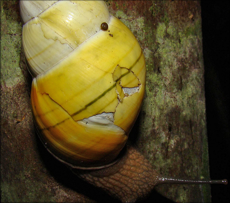 Liguus fasciatus Müller 1774 Florida Tree Snail Shell Damage